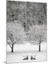 Snow covered landscape-Scott Barrow-Mounted Photographic Print