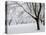 Snow-Covered Maple Trees in Odiorne Point State Park in Rye, New Hampshire, USA-Jerry & Marcy Monkman-Stretched Canvas