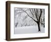 Snow-Covered Maple Trees in Odiorne Point State Park in Rye, New Hampshire, USA-Jerry & Marcy Monkman-Framed Photographic Print