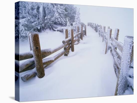 Snow-covered Path in Crater Lake National Park-Steve Terrill-Stretched Canvas