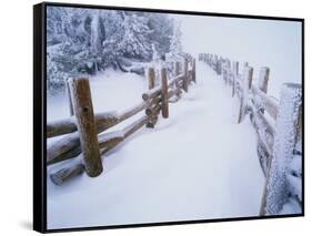 Snow-covered Path in Crater Lake National Park-Steve Terrill-Framed Stretched Canvas