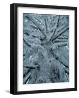 Snow Covered Pine Tree-null-Framed Premium Photographic Print