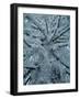 Snow Covered Pine Tree-null-Framed Photographic Print