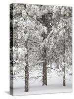 Snow-Covered Pine Trees, Bryce Canyon National Park, Utah, United States of America, North America-James Hager-Stretched Canvas