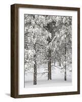 Snow-Covered Pine Trees, Bryce Canyon National Park, Utah, United States of America, North America-James Hager-Framed Photographic Print