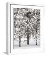 Snow-Covered Pine Trees, Bryce Canyon National Park, Utah, United States of America, North America-James Hager-Framed Photographic Print