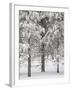 Snow-Covered Pine Trees, Bryce Canyon National Park, Utah, United States of America, North America-James Hager-Framed Photographic Print