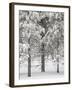 Snow-Covered Pine Trees, Bryce Canyon National Park, Utah, United States of America, North America-James Hager-Framed Photographic Print