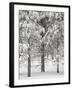 Snow-Covered Pine Trees, Bryce Canyon National Park, Utah, United States of America, North America-James Hager-Framed Photographic Print