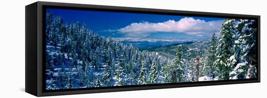 Snow Covered Pine Trees in a Forest with a Lake in the Background, Lake Tahoe, California, USA-null-Framed Stretched Canvas