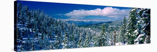 Snow Covered Pine Trees in a Forest with a Lake in the Background, Lake Tahoe, California, USA-null-Stretched Canvas