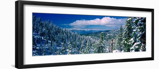 Snow Covered Pine Trees in a Forest with a Lake in the Background, Lake Tahoe, California, USA-null-Framed Photographic Print