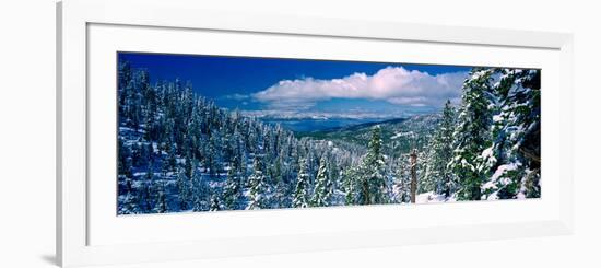 Snow Covered Pine Trees in a Forest with a Lake in the Background, Lake Tahoe, California, USA-null-Framed Photographic Print