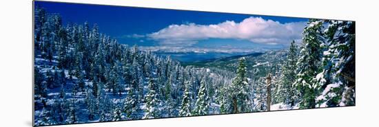 Snow Covered Pine Trees in a Forest with a Lake in the Background, Lake Tahoe, California, USA-null-Mounted Photographic Print
