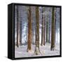 Snow Covered Pine Woodland, Morchard Wood, Morchard Bishop, Devon, England. Winter-Adam Burton-Framed Stretched Canvas