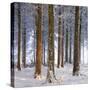 Snow Covered Pine Woodland, Morchard Wood, Morchard Bishop, Devon, England. Winter-Adam Burton-Stretched Canvas