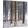 Snow Covered Pine Woodland, Morchard Wood, Morchard Bishop, Devon, England. Winter-Adam Burton-Stretched Canvas