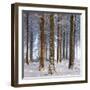 Snow Covered Pine Woodland, Morchard Wood, Morchard Bishop, Devon, England. Winter-Adam Burton-Framed Premium Photographic Print