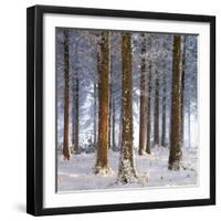 Snow Covered Pine Woodland, Morchard Wood, Morchard Bishop, Devon, England. Winter-Adam Burton-Framed Premium Photographic Print