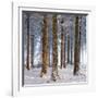 Snow Covered Pine Woodland, Morchard Wood, Morchard Bishop, Devon, England. Winter-Adam Burton-Framed Premium Photographic Print