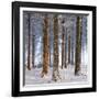 Snow Covered Pine Woodland, Morchard Wood, Morchard Bishop, Devon, England. Winter-Adam Burton-Framed Premium Photographic Print