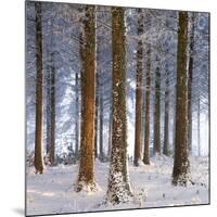 Snow Covered Pine Woodland, Morchard Wood, Morchard Bishop, Devon, England. Winter-Adam Burton-Mounted Premium Photographic Print