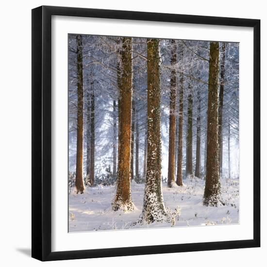 Snow Covered Pine Woodland, Morchard Wood, Morchard Bishop, Devon, England. Winter-Adam Burton-Framed Photographic Print