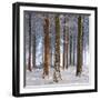 Snow Covered Pine Woodland, Morchard Wood, Morchard Bishop, Devon, England. Winter-Adam Burton-Framed Photographic Print