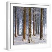 Snow Covered Pine Woodland, Morchard Wood, Morchard Bishop, Devon, England. Winter-Adam Burton-Framed Photographic Print