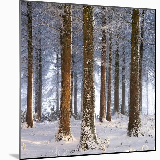 Snow Covered Pine Woodland, Morchard Wood, Morchard Bishop, Devon, England. Winter-Adam Burton-Mounted Photographic Print