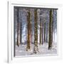 Snow Covered Pine Woodland, Morchard Wood, Morchard Bishop, Devon, England. Winter-Adam Burton-Framed Photographic Print