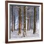 Snow Covered Pine Woodland, Morchard Wood, Morchard Bishop, Devon, England. Winter-Adam Burton-Framed Photographic Print