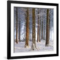 Snow Covered Pine Woodland, Morchard Wood, Morchard Bishop, Devon, England. Winter-Adam Burton-Framed Photographic Print