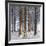 Snow Covered Pine Woodland, Morchard Wood, Morchard Bishop, Devon, England. Winter-Adam Burton-Framed Photographic Print