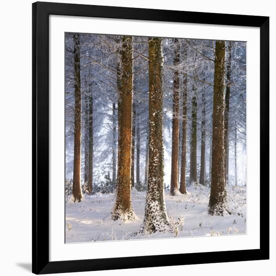 Snow Covered Pine Woodland, Morchard Wood, Morchard Bishop, Devon, England. Winter-Adam Burton-Framed Photographic Print