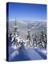 Snow Covered Pines in the Demanovska Valley, Low Tatra Mountains, Slovakia, Europe-Richard Nebesky-Stretched Canvas