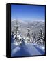 Snow Covered Pines in the Demanovska Valley, Low Tatra Mountains, Slovakia, Europe-Richard Nebesky-Framed Stretched Canvas