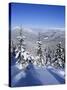 Snow Covered Pines in the Demanovska Valley, Low Tatra Mountains, Slovakia, Europe-Richard Nebesky-Stretched Canvas