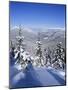 Snow Covered Pines in the Demanovska Valley, Low Tatra Mountains, Slovakia, Europe-Richard Nebesky-Mounted Photographic Print