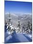 Snow Covered Pines in the Demanovska Valley, Low Tatra Mountains, Slovakia, Europe-Richard Nebesky-Mounted Photographic Print