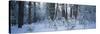 Snow Covered Plants in the Forest-null-Stretched Canvas