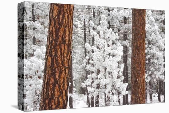 Snow Covered Ponderosa Pine Trees-Craig Tuttle-Stretched Canvas