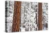Snow Covered Ponderosa Pine Trees-Craig Tuttle-Stretched Canvas