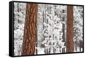 Snow Covered Ponderosa Pine Trees-Craig Tuttle-Framed Stretched Canvas