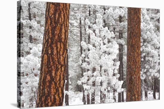 Snow Covered Ponderosa Pine Trees-Craig Tuttle-Stretched Canvas