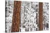 Snow Covered Ponderosa Pine Trees-Craig Tuttle-Stretched Canvas