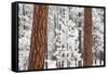 Snow Covered Ponderosa Pine Trees-Craig Tuttle-Framed Stretched Canvas