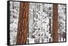 Snow Covered Ponderosa Pine Trees-Craig Tuttle-Framed Stretched Canvas