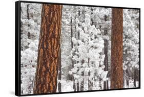 Snow Covered Ponderosa Pine Trees-Craig Tuttle-Framed Stretched Canvas