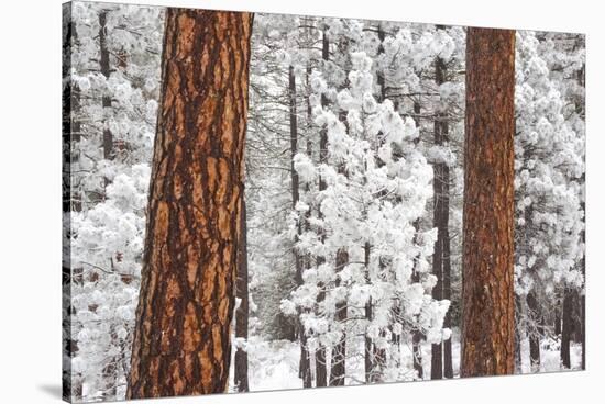 Snow Covered Ponderosa Pine Trees-Craig Tuttle-Stretched Canvas